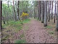 Woodland path near the Parking Area, Inchberry