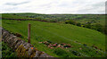 Rolling countryside around Hayes Farm