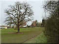 Tree in field by Hundred Acre Lane