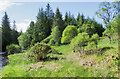 Slope with trees and bushes in Glen Kerry