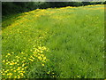 Buttercups in a field