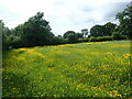 Buttercups on a footpath