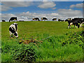 Herd of cattle, Aghnamoe