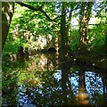 Batts Bridge Stream