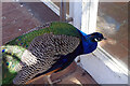 SP0485 : Birmingham Botanical Gardens - peacock by Stephen McKay