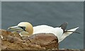 NJ8267 : Nesting gannet, Troup Head by Alan Murray-Rust