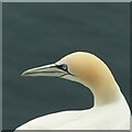 NJ8267 : Portrait of a gannet, Troup Head by Alan Murray-Rust