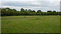 Pasture Field, Hawkwell