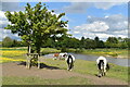 Ponies grazing beside the River Hiz