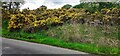 Gorse in flower beside road on Brough Sowerby Common