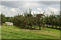 Apple orchard