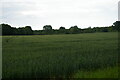 TM2851 : Field off Lodge Farm Lane by Christopher Hilton