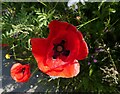 Common poppy, roadside nature reserve, A2, London Road, Faversham