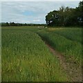NT0971 : Field of wheat with patch of barley by Jim Smillie