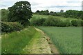 Wheat sloping down to the stream