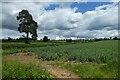 Beans growing near Whittlebury