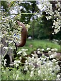 H4772 : Slug in cow parsley, Mullaghmore by Kenneth  Allen