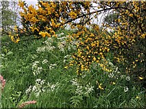 H4772 : Cow parsley and broom, Mullaghmore by Kenneth  Allen