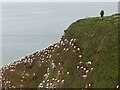 NJ8267 : Gannet nests, Hare's Nose by Alan Murray-Rust