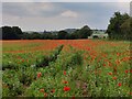 A field of poppies along Axborough Lane