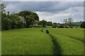 Weardale Way negotiates a Field of Barley near Witton