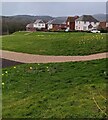 Daffodils near a path, Cwmbran