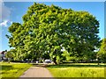 Tree in Path into Gladstone Park, Cricklewood