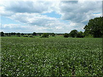 ST9283 : Looking across a bean field towards Corston by Vieve Forward