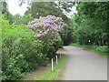 TQ0544 : Rhododendrons by the roadside, Farley Heath, near Guildford by Malc McDonald