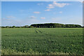 TF7403 : Field by Gooderstone Road by Hugh Venables