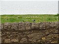 NZ4064 : Wagtail on a wall by Robert Graham