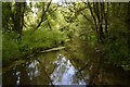 Shady stream at Fovant