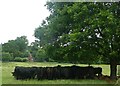 SU7856 : Elvetham - Cows and calves beneath tree by Rob Farrow