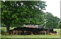 SU7856 : Elvetham - Cattle beneath a tree by Rob Farrow