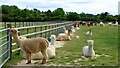 Latton Alpaca Farm