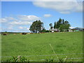 Cattle at East Funach