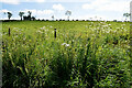 Rahony Townland