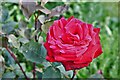 Woodchurch, Boldshaves Garden: Rose 3