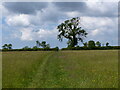 Footpath to Carew Newton