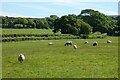 Pasture, St Issey