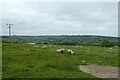 Sheep above Mount Pleasant Farm