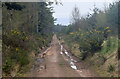 NH7162 : Muddy track in the forest by Bill Harrison