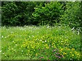 Flower Meadow