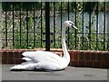 Mute swan, off Evers Road, Davington, Faversham