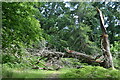 SU1908 : Fallen tree at Castle Piece by David Martin