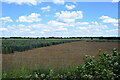 Field near Newlands