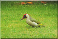 Green woodpecker, Livermead