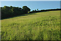 Field beside Mill Copse