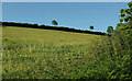 Field beside Mill Copse