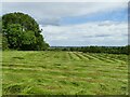 Newly mown field off Woodhall Road